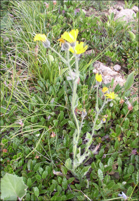 Hieracium lanatum