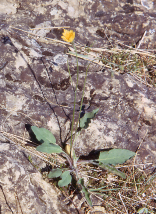 Hieracium murorum L.