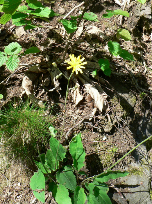 Hieracium murorum L.