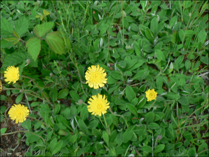 Hieracium pilosella L.