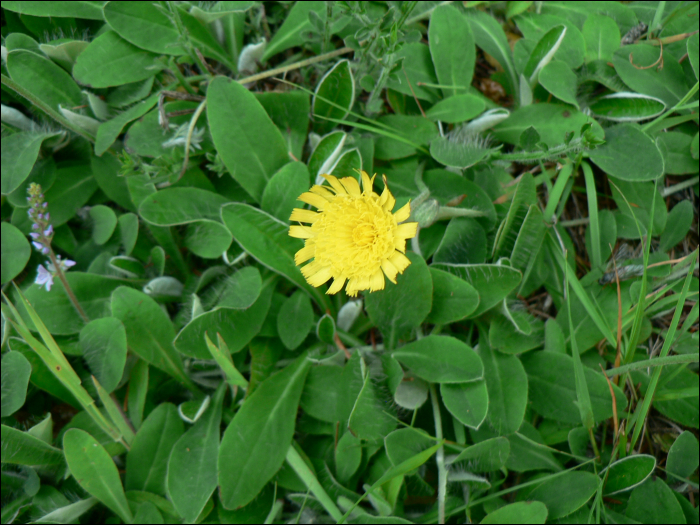 Hieracium pilosella L.