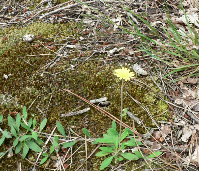 Hieracium pilosella L.