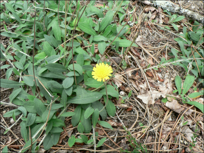 Hieracium pilosella L.