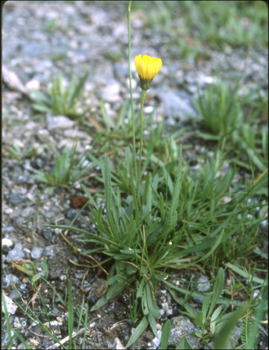 Hieracium staticifolium