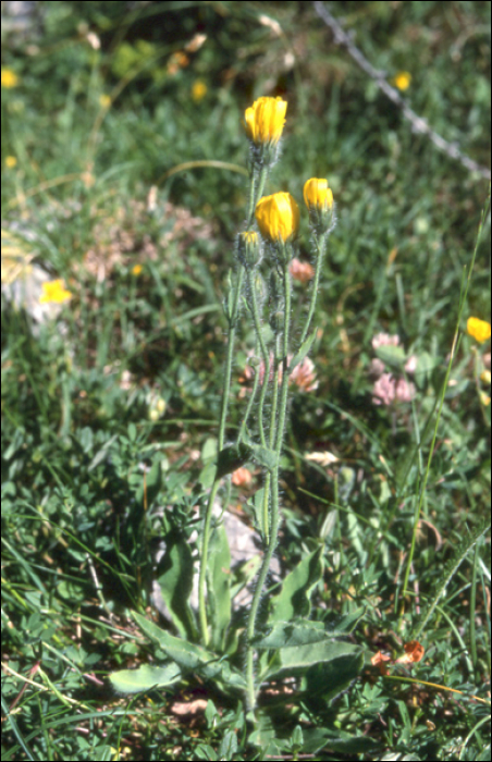 Hieracium villosum aggr.