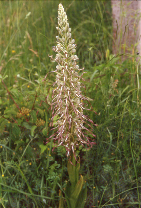 Himantoglossum hircinum (L.) (=Loroglossum hircinum)