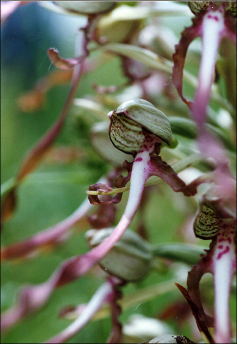 Himantoglossum hircinum (L.) (=Loroglossum hircinum)