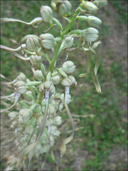 Himantoglossum hircinum (L.) (=Loroglossum hircinum)