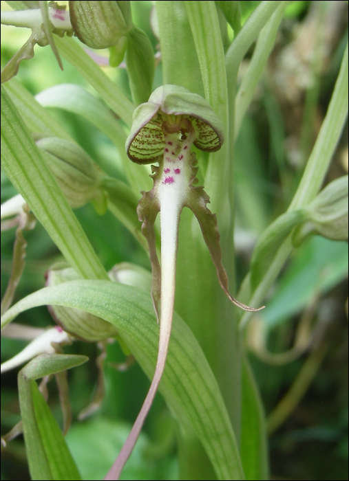 Himantoglossum hircinum (L.) (=Loroglossum hircinum)