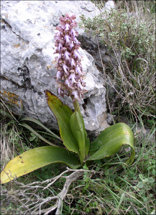 Himantoglossum robertianum (=Barlia robertiana)