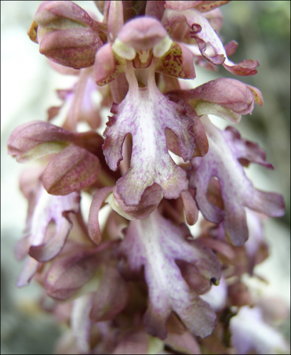 Himantoglossum robertianum (=Barlia robertiana)