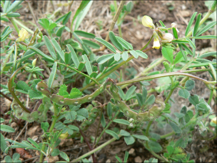 Hippocrepis ciliata