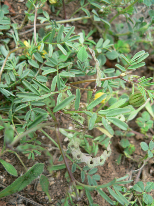 Hippocrepis ciliata