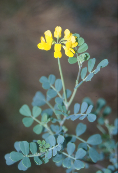 Hippocrepis comosa L.