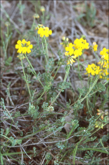 Hippocrepis comosa L.