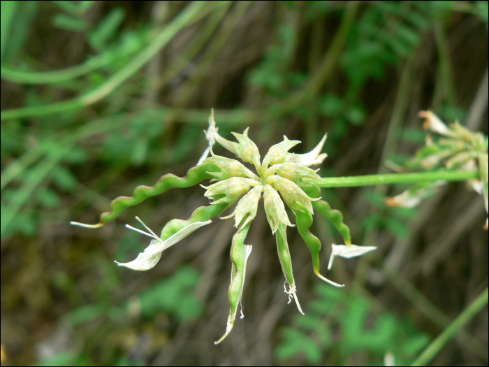 Hippocrepis comosa L.