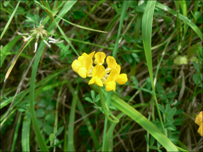 Hippocrepis comosa L.