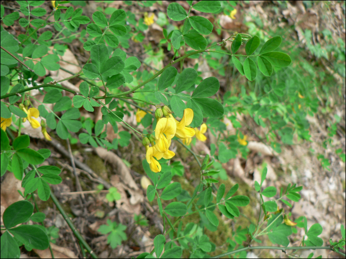 Hippocrepis emerus