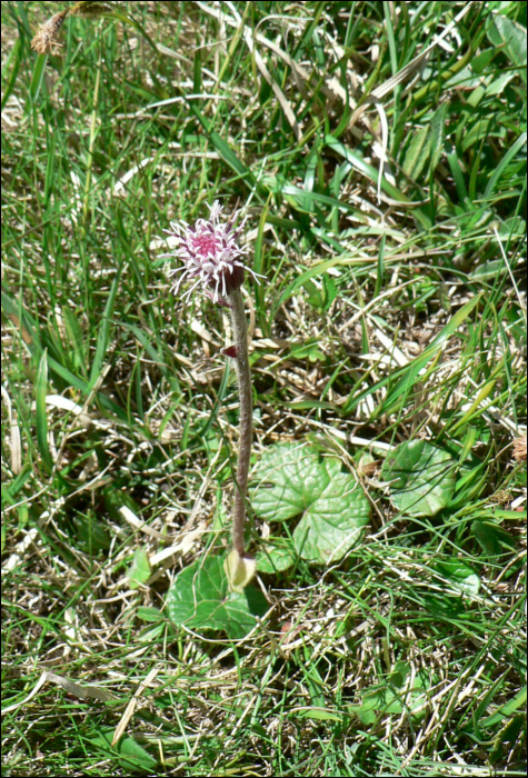 Homogyne alpina (L.)