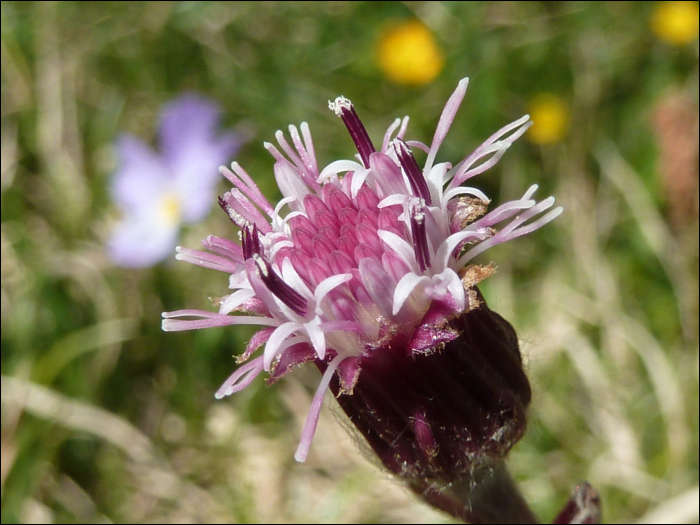 Homogyne alpina (L.)