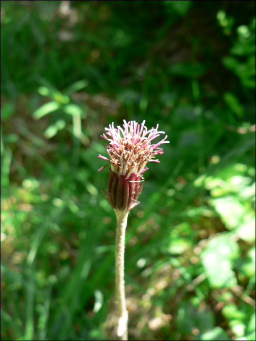 Homogyne alpina (L.)