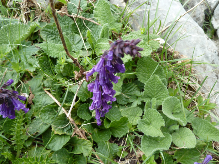 Photo de Horminum des Pyrénées (Horminum pyrenaïcum L.)