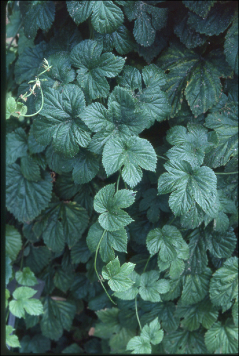 Humulus lupulus L.