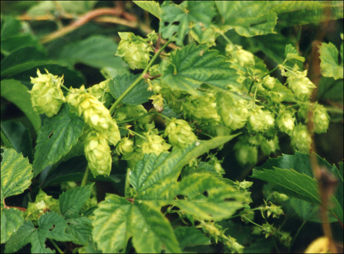 Humulus lupulus L.