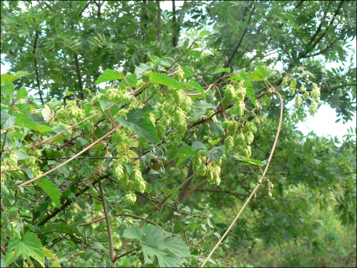 Humulus lupulus L.