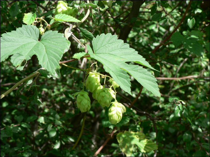 Humulus lupulus L.