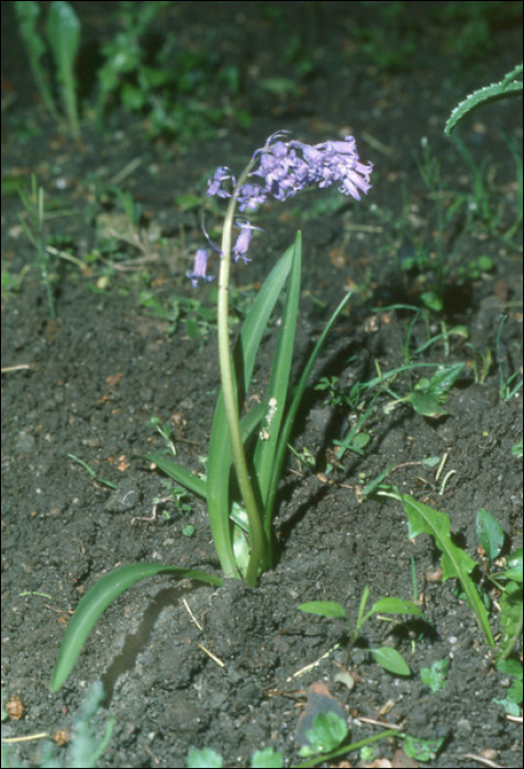 Hyacinthoides non-scripta (L.) (=Endymion non scriptum)