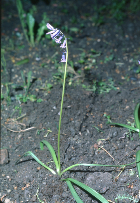 Hyacinthoides non-scripta (L.) (=Endymion non scriptum)