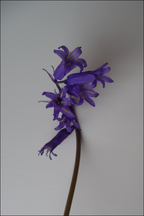 Photo de Endymion (Hyacinthoides non-scripta (L.) (=Endymion non scriptum))