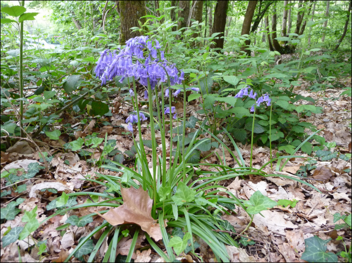 Hyacinthoides non-scripta (L.) (=Endymion non scriptum)