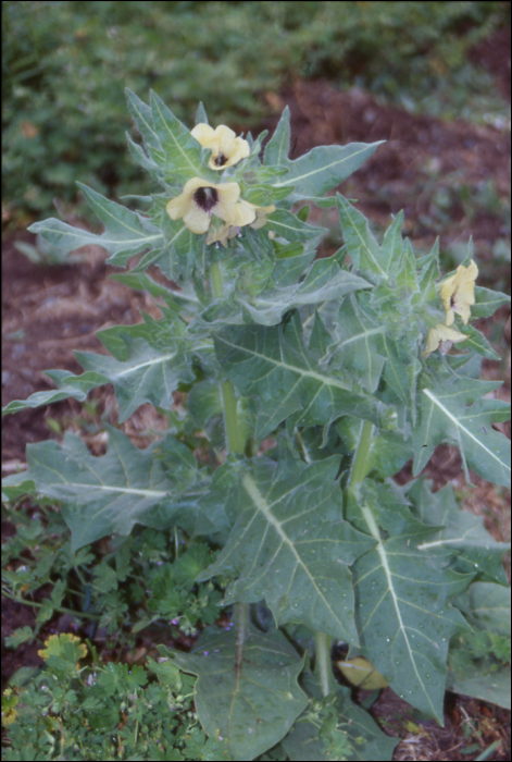 Hyocyamus albus L.