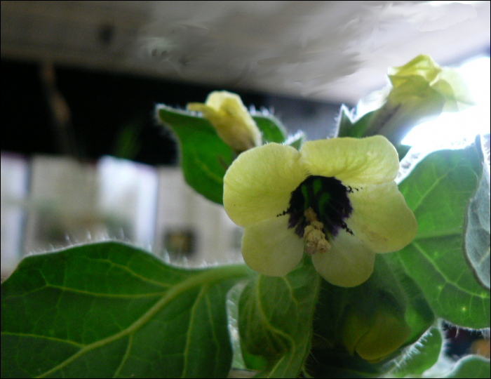 Hyocyamus albus L.