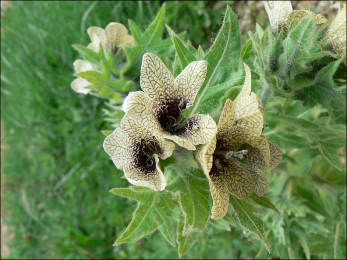 Hyocyamus niger L.