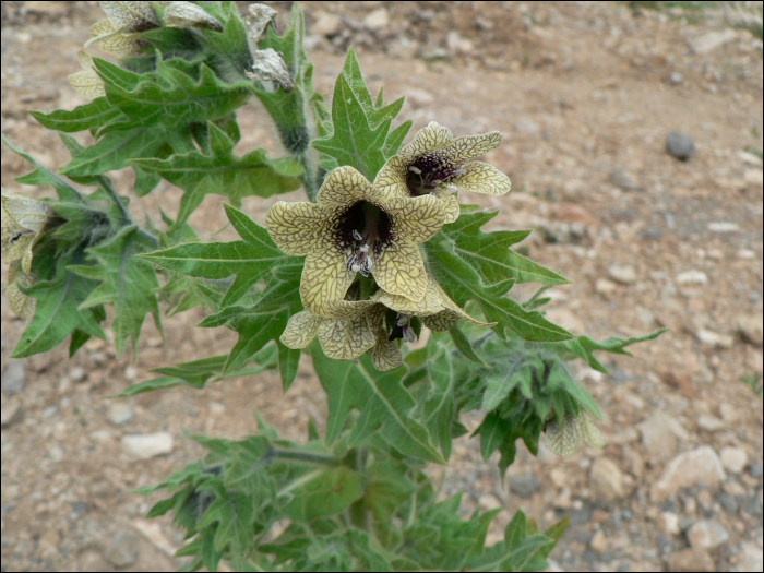 Hyocyamus niger L.