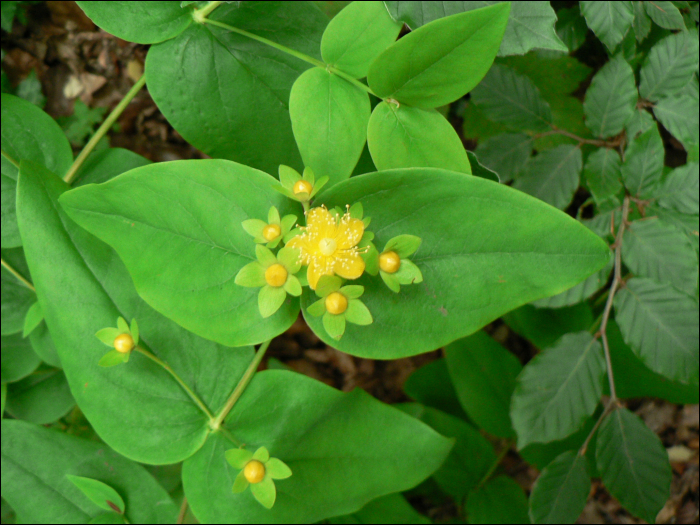 Hypericum androsaemum L.