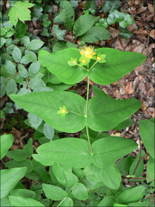 Hypericum androsaemum L.