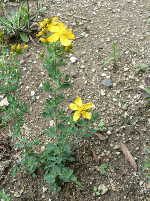 Hypericum humifusum L.