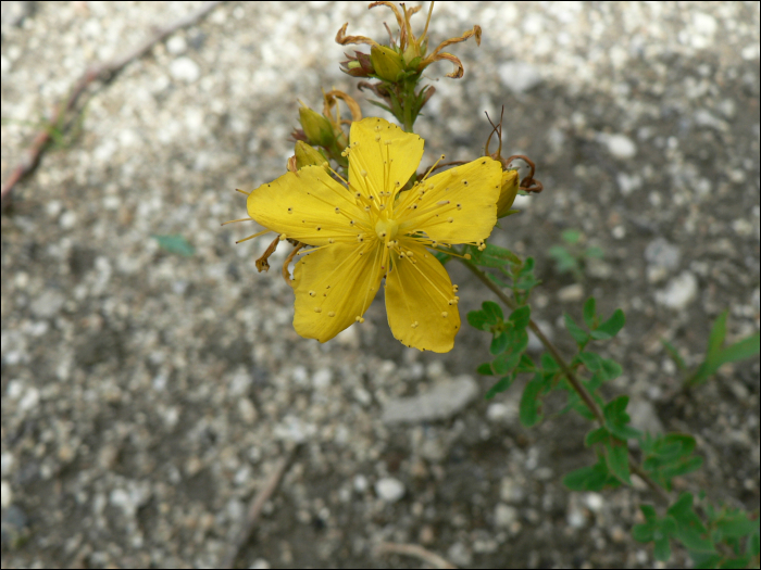 Hypericum humifusum L.