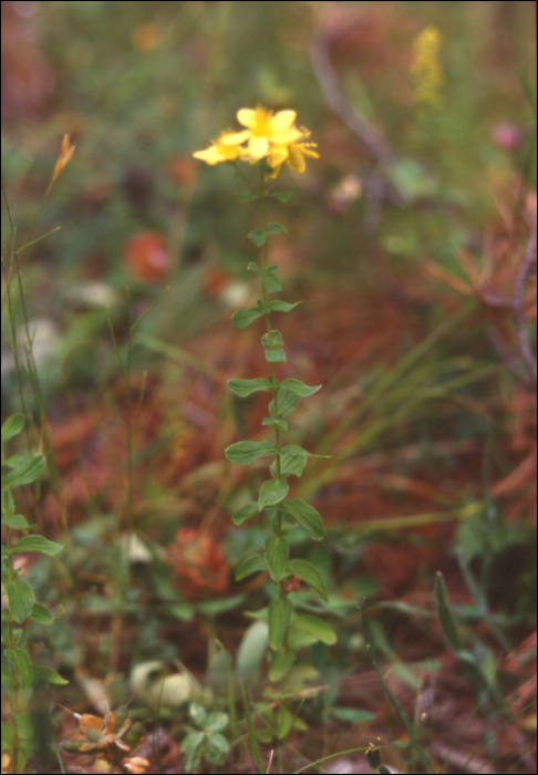 Hypericum maculatum Crantz