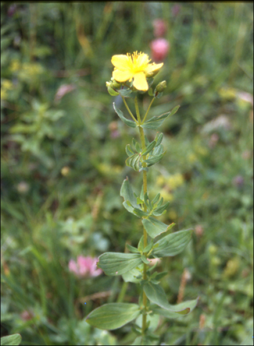 Hypericum montanum L.