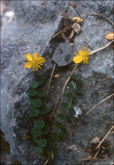 Hypericum nummularium L.