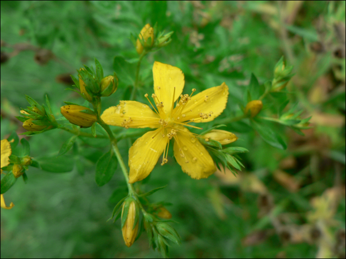 Hypericum perforatum L.