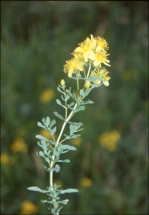 Hypericum perforatum L.