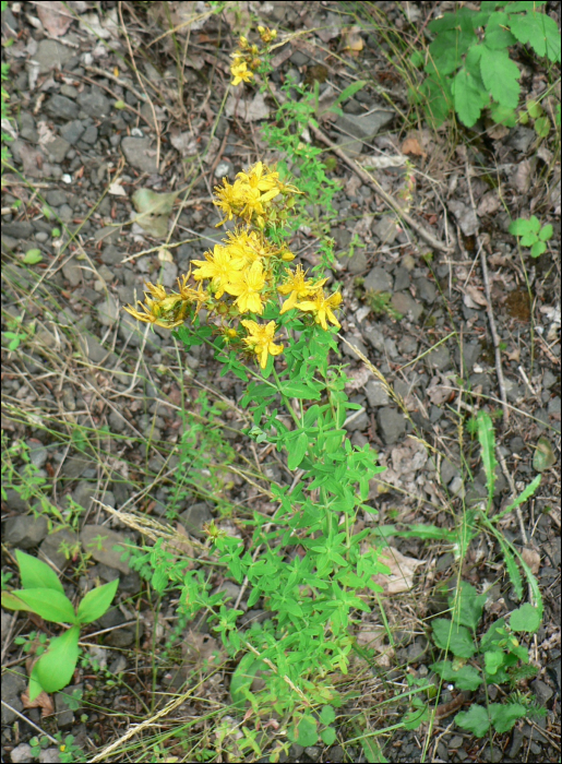 Hypericum perforatum L.