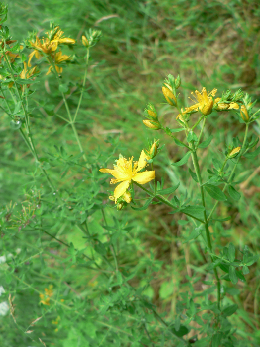 Hypericum perforatum L.