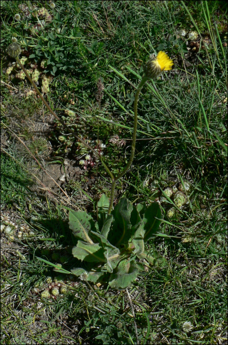 Hypochaeris maculata
